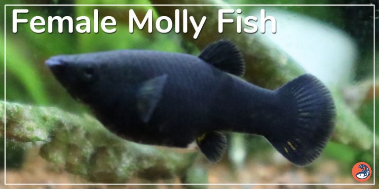 How Long Are Mollies Pregnant For? - AquariumNexus