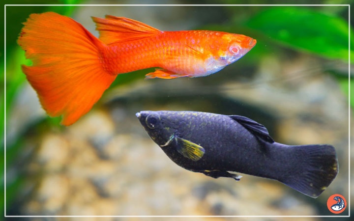 How To Breed Molly Fish Beginner s Guide To Breeding Mollies How To Breed Molly Fish Beginner s Guide To Breeding Mollies