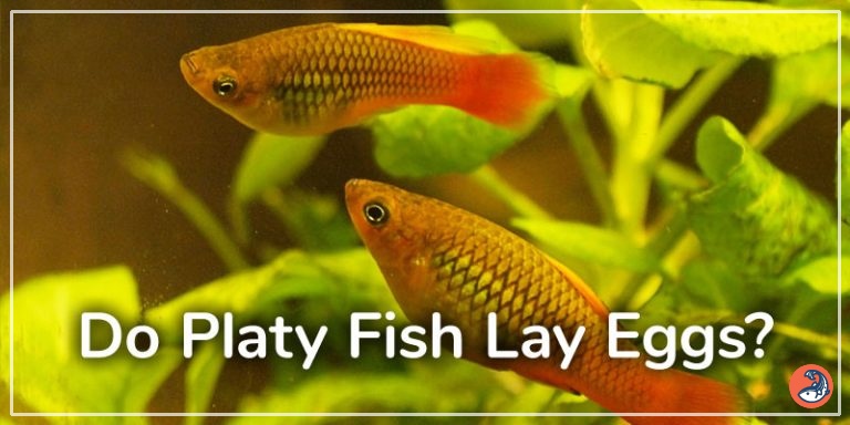 Do Platy Fish Lay Eggs? - AquariumNexus