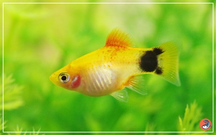 platy-fish-lifespan