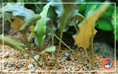 Cryptocoryne