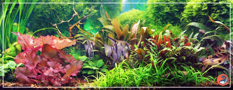 Choosing Aquarium Plants