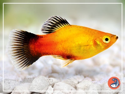 Platy Fish