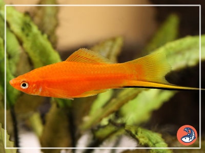 Swordtail Fish