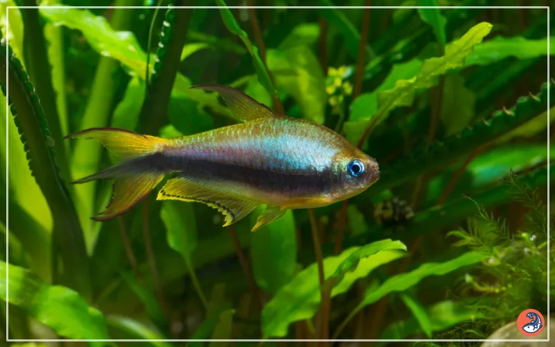 Emperor Tetra