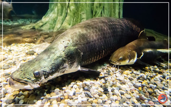 Arapaima care clearance