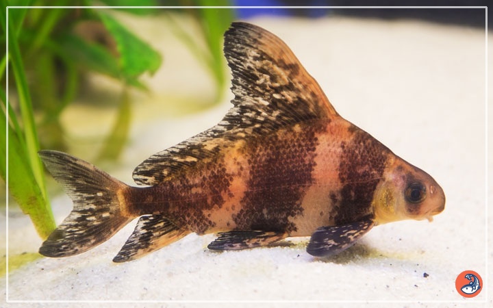 Full size Chinese high fin shark