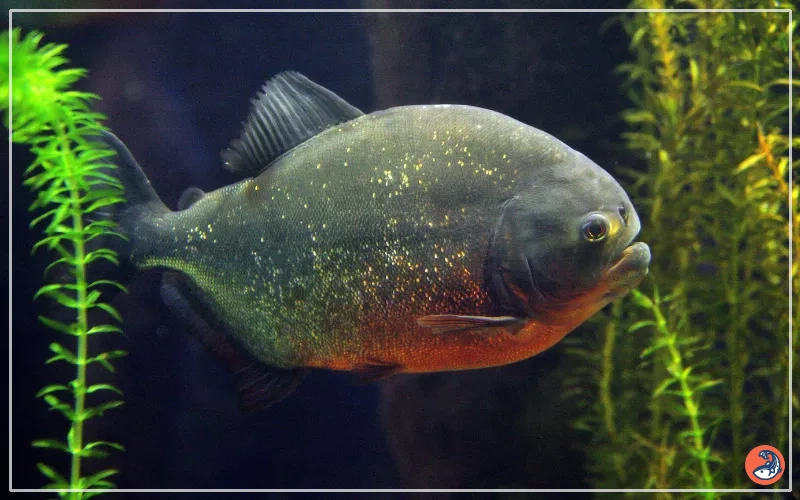 Piranha best sale fish care