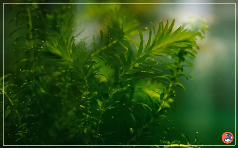 waterweeds