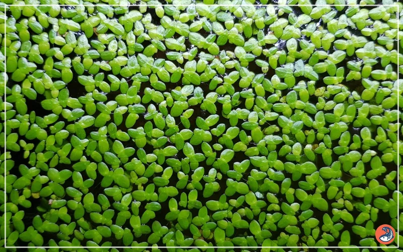 30 Surface Floating Live Aquarium Pond Plants 5 Different Kinds | INDIA