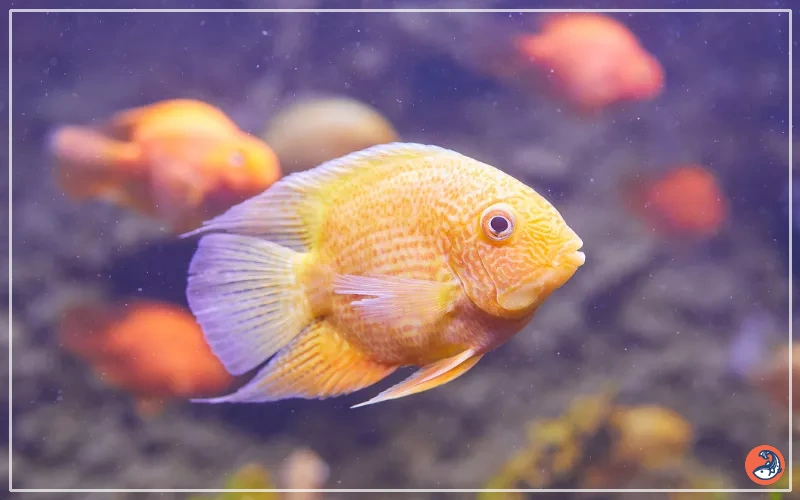 Severum Cichlids
