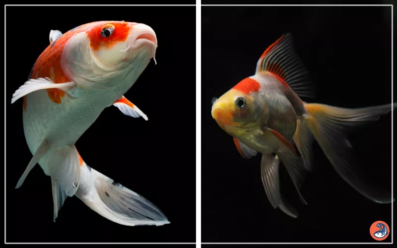2 Live Wakin Goldfish - Beginner-Friendly, Peaceful Cold Water Fish For Pond Or Aquarium - Fast Shipping
