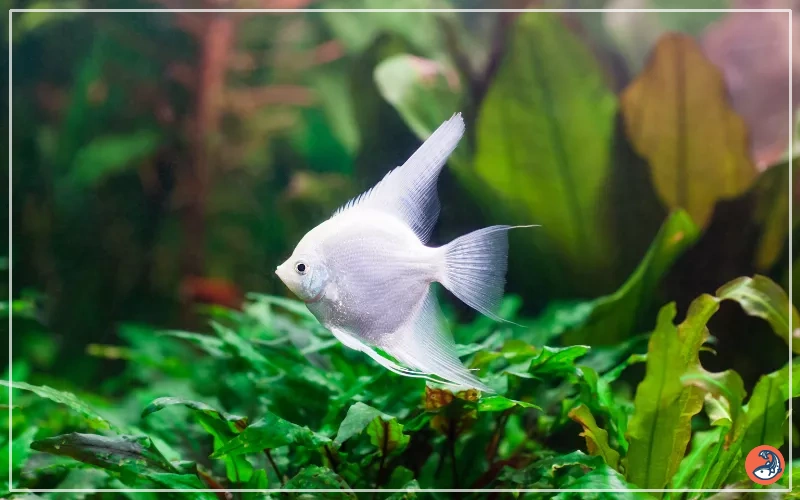 White Angelfish