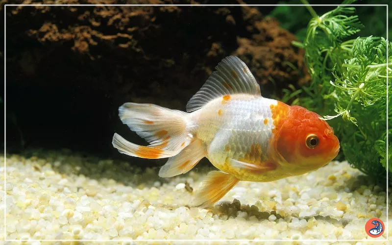 oranda goldfish plants