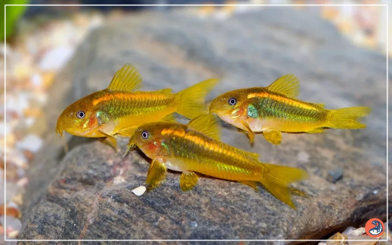 Breeding Corydoras Catfish Successfully The Complete Guide AquariumNexus Breeding Corydoras Catfish Successfully The Complete Guide AquariumNexus