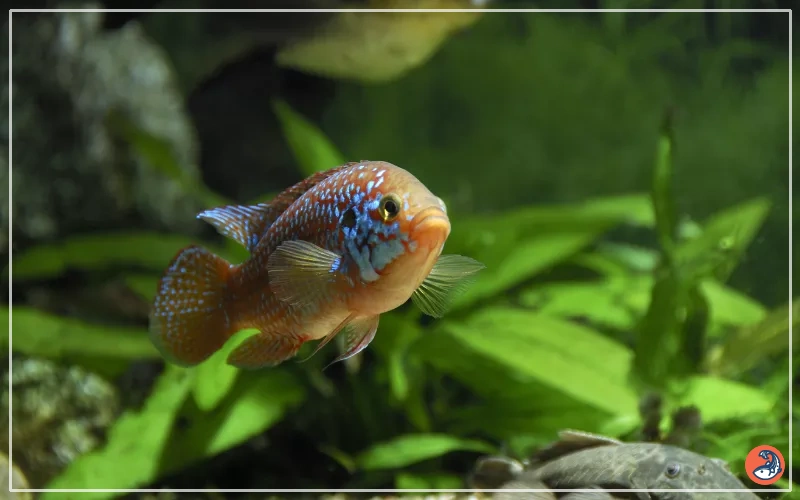 jewel cichlid tank setup